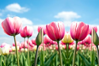 Wunderschöne Blumen im Keukenhof in Holland bestaunen - mit einer Busreise von Continentbus.